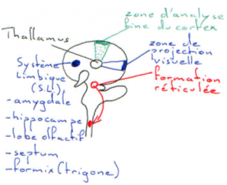 Organisation anatomique du Thallamus, du système limbique, du cortex