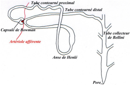 anatomie du néphron