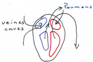 Coeur, organisation des quatre cavités