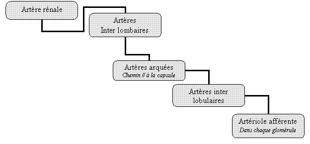 Organigramme hirarchique