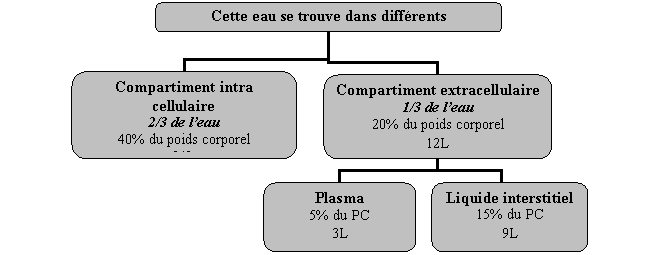 Organigramme hirarchique