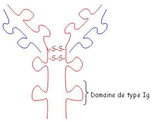 Structure des IG