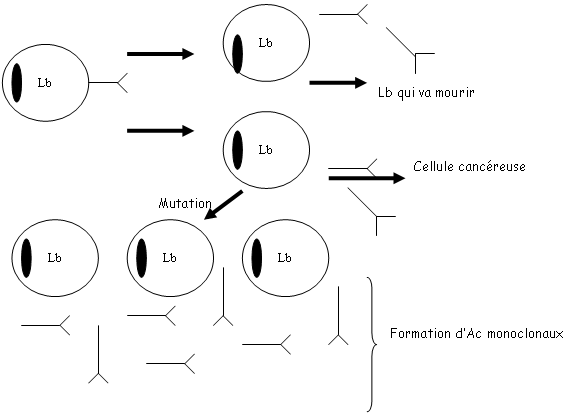 Formation d'anticorps monoclonaux