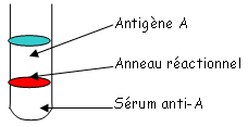 Précipités dans un tube à essai avec antigène, sérum et anneau réactionnel