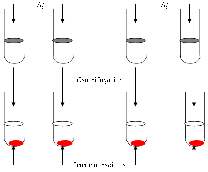 Solution d'antigène, et centrifugation + immunoprécipitation