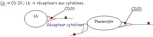 Lb, CD20, récepteur aux cytokines