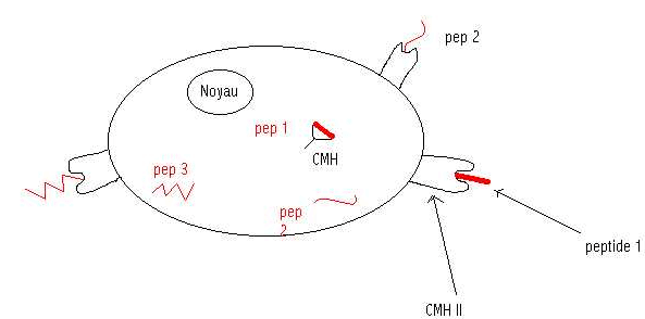 CMH2 et structure de la cellule phagocytante