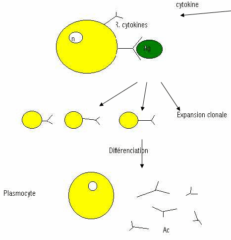 Lymphocyte B et expansion clonale