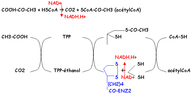 Décarboxylation oxydative du pyruvate