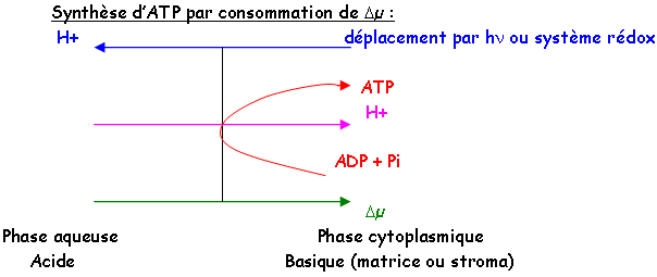 Synthèse d'ATP 