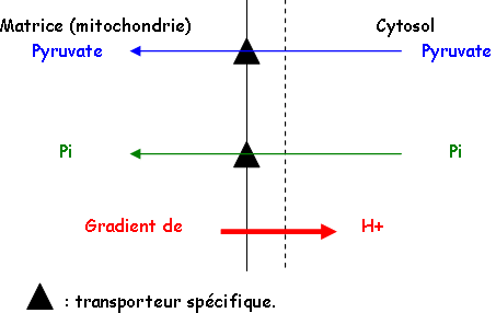 Transport de Pyruvate, de Pi et gradient de proton (H+)