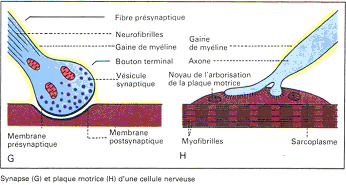 Synapse et plaque motrice