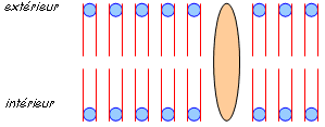 Schéma représentatif de la membrane plasmique