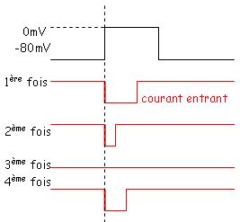Schéma de tests de conduction / patch clamp