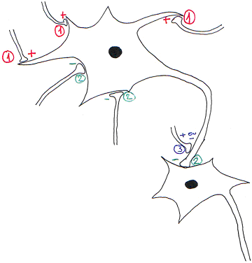 Dessins de trois types de synapses