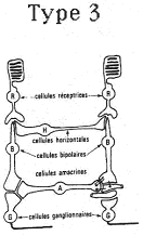 Récepteur de type 3