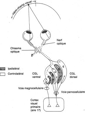 Hémi-champ visuel et les six couches des corps genouillés