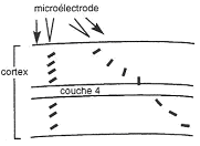 Introduction de microélectrodes dans le cortex