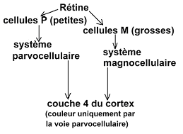 Schéma de l'organisation de la rétine