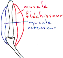 Organisation des muscles d'une articulation (antagonisme)