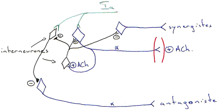 Autorégulation des motoneurones alpha