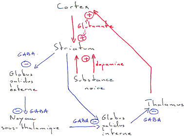 Régulation entre Cortex, Striatum, Thalamus, Globus palidus et noyau sous-thalamique