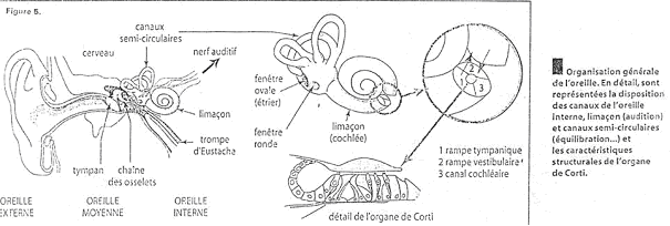 Organisation générale de l'oreille (oreille interne / oreille moyenne / oreille interne)