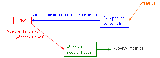 Arc réflexe d'une connexion sensori-motrice