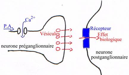 Systèmes ortho et para-sympathiques et neurotransmetteurs / synapse