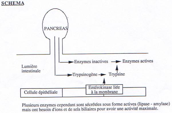 Actions du pancréas et action du trypsinogène