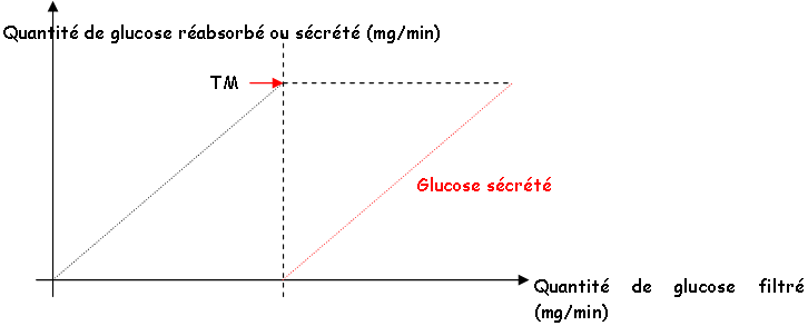 Qtté de glucose réabsorbé en fonction de la qtté de glucose filtré