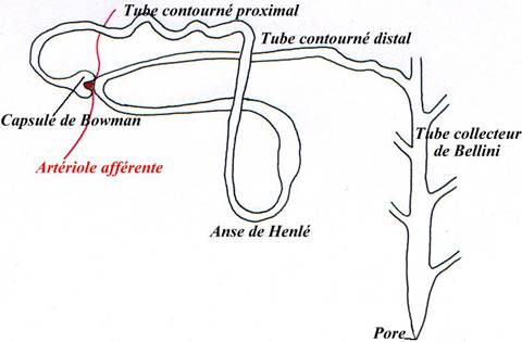 Organisation des néphrons, anse de henlé, artérille afférente, capsule bowman, tube contourné proximal, tube contourné distal, tube collecteur bellini