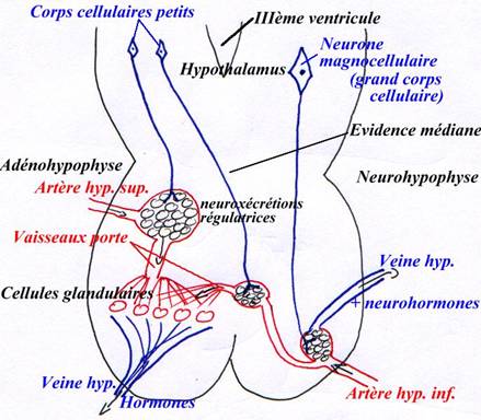 innervation, circulation sanguine et glandes de l'hypothalamus / hypophyse