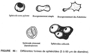 Différentes formes de sphéroïdes