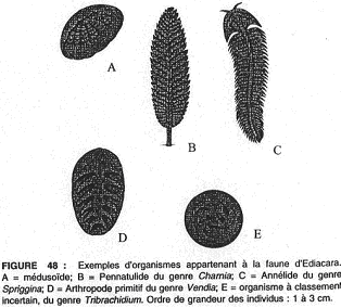 Exemples d'organismes appartenant à la faune d'Ediacara