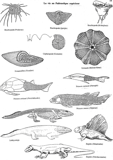 Vie marine au paléozoïque supérieur