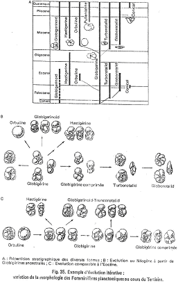 Cladogenèse itérative avec des foraminifères planctoniques du tertiaire