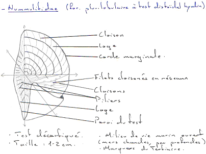 Foraminifères / Nummulitidae