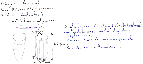 Coelentéré / Tétracoralliaire / Zaphrentis