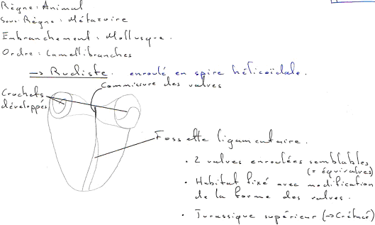 Mollusque / Lamellibranche / Rudiste