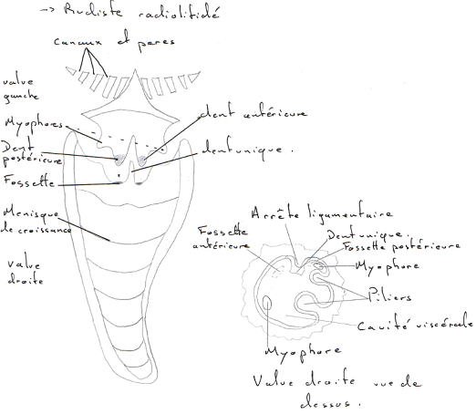 Mollusque / Lamellibranche / Rudiste radiolitidé