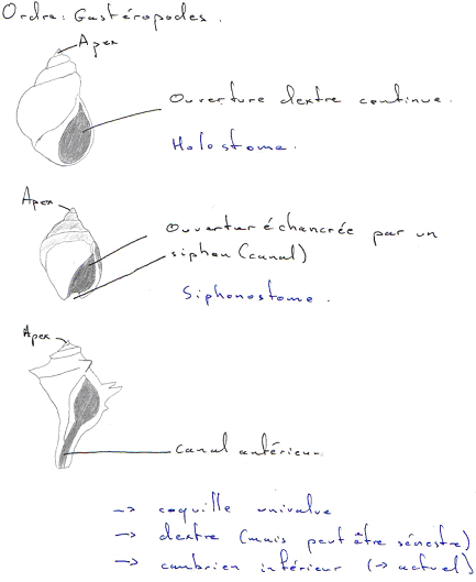 Mollusque / Lamellibranche / Gastéropodes