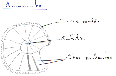 Mollusque / Ammonoïdés / Ammonite