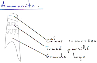 Mollusque / Ammonoïdés / Ammonite