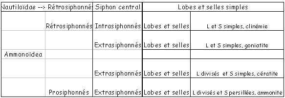 Tableau sur les ammonites