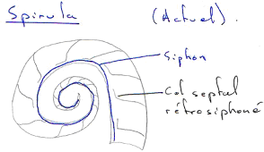 Mollusque / Spirula