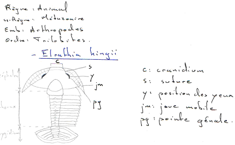 Arthropode / Trilobite / Elrathia kingii