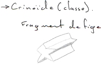 Echinodermes / Crinoidea / Crinoïde