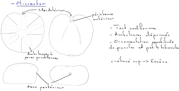 Echinodermes / Echinodermata / Echinoza / Echinoidea / Micraster