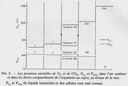 Respiration de mammifères - Pression partielles en O2 et en CO2